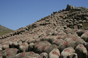 transhumance
